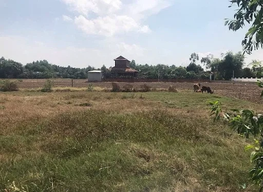 Long An được chuyển gần 40 ha đất trồng lúa làm CCN Long Phụng